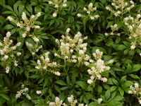 Астильба японская – Astilbe japonica Morr.et Decne