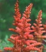 Астильбе (петуший хвост)