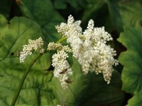 Астильбоидес пластинчатый – Astilboides tabularis (Hemsl.) Engl. (1)