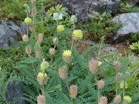 Астрагал лисохвостовидный, нарбонский – Astragalus alopecuroides L. (1)
