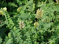 Астрагал эспарцетовый – Astragalus onobrychis L.