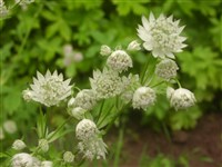 Астранция большая, крупная – Astrantia major L. (1)
