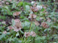 Астранция малая – Astrantia minor L.