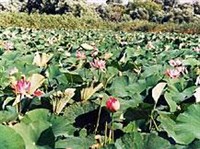 Астраханский заповедник (заросли лотосов)