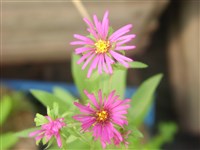 Астра альпийская – Aster alpinus L.