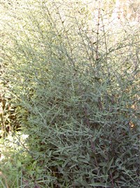 Астра вересковая – Aster ericoides L.