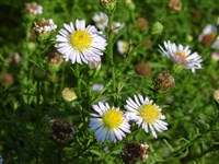 Астра голая – Aster laevis L.