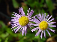 Астра голубоватая, тонгольская, тонголенская – Aster tongolensis Franch.