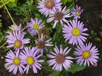 Астра итальянская, европейская, амеллюсовая, ромашковая – Aster amellus L.