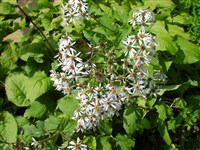 Астра крупнолистная, многолистная – Aster macrophyllus L.