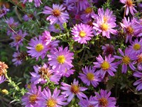 Астра кустарниковая – Aster dumosus L.
