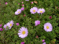 Астра новоанглийская, американская – Aster novae-angliae L.