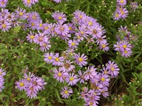 Астра новобельгийская, виргинская – Aster novi-belgii L.