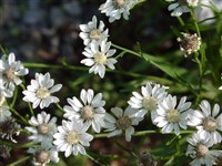 Астра птармиковидная – Aster ptarmicoides (Nees) Torr.et Gray