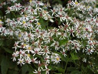 Астра растопыренная, щитковидная – Aster divaricatus L.