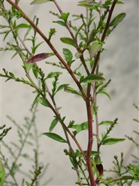 Астра сердцелистная – Aster cordifolius L. (1)