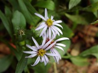 Астра сибирская – Aster sibiricus L.