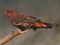 Астрильд тигровый