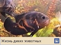 Астронотус (видео)