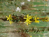 Асфоделина желтая – Asphodeline lutea (L.) Rchb.