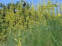 Асфоделина либурнская, ливорнская – Asphodeline liburnica (Scop.) Rchb. (1)