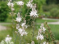 Асфоделус кистевидный – Asphodelus ramosus L.