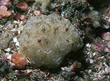 Асцидии (Асцидия вида Polyclinum aurantium)