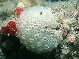 Асцидии (Асцидия вида Synoicum pulmonaria)