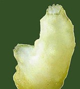 Асцидии (Прикрепленная асцидия)