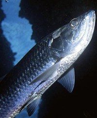 Атлантический тарпон (Megalops atlanticus)