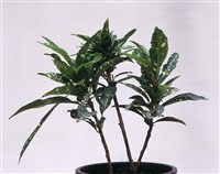 Аукуба японская