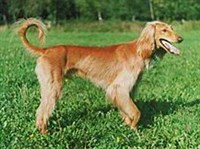 Афганская Аборигенная борзая (экстерьер)