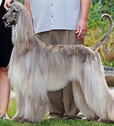 Афганская борзая (слева)