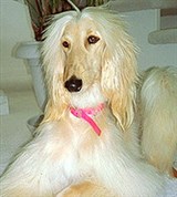 Афган (сидящий)