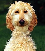 Афган (щенок)