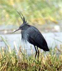 Африканская зонтичная цапля