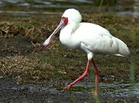 Африканская колпица