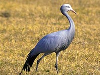 Африканская красавка