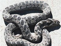 Африканская яичная змея