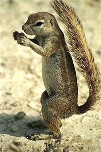 Африканские сусликобелки (земляная белка)