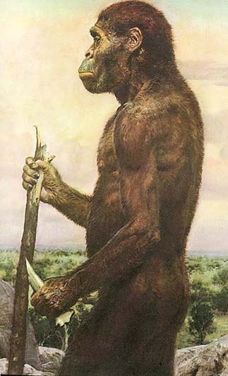 Африканский австралопитек (Australopithecus africanus ...