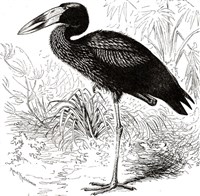 Африканский аист-разиня (рисунок)