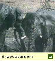 Африканский слон (видео)