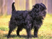 Аффен-пинчер