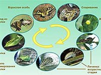 БАБОЧКИ (жизненный цикл)