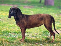 БАВАРСКАЯ ГОРНАЯ ГОНЧАЯ