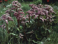 БАДАН ТОЛСТОЛИСТНЫЙ