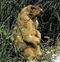 БАЙБАК (Аскания-Нова)