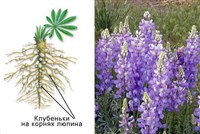 БАКТЕРОИДЫ