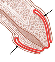 БАЛАНОПОСТИТ